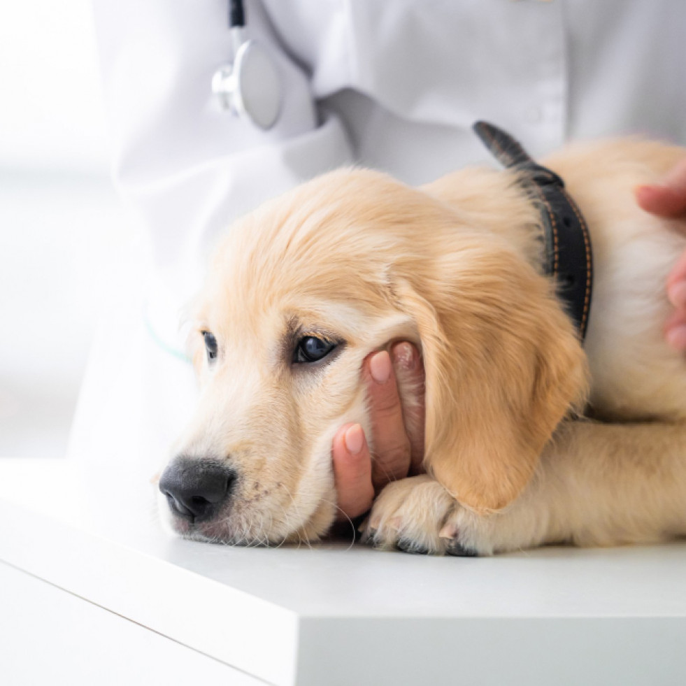 Desarrollan un nuevo método para detectar enfermedades gastrointestinales crónicas en perros