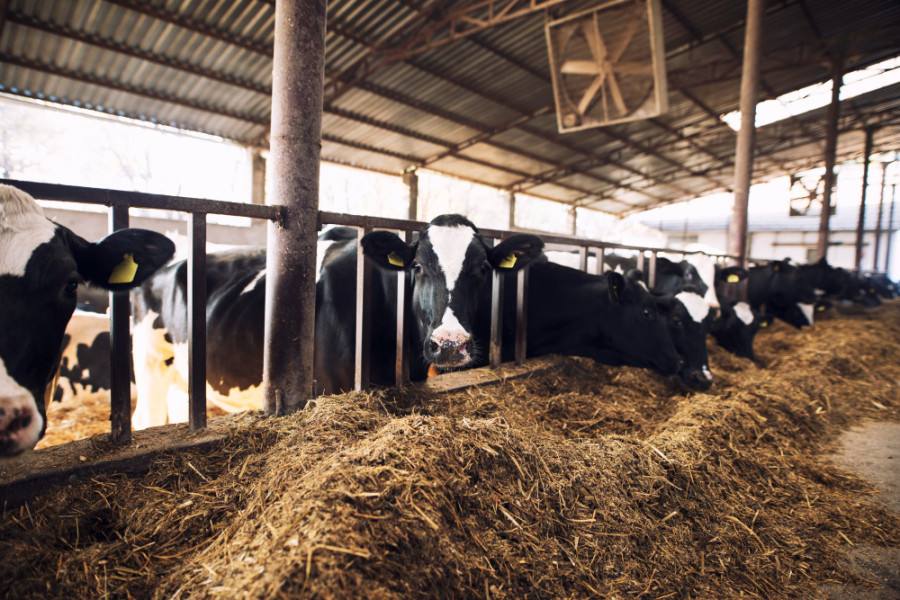Vacas