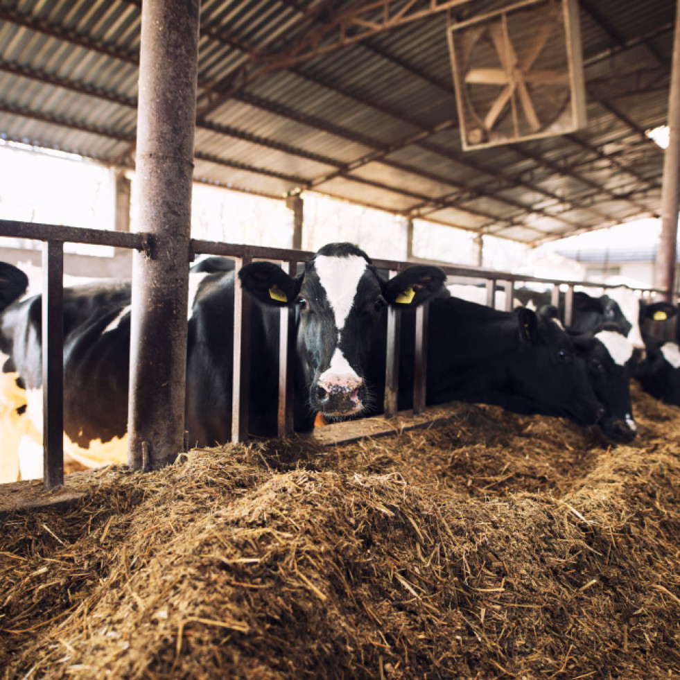 Las fasciolosis afecta al 36,8 % de las explotaciones de ganado lechero de Galicia