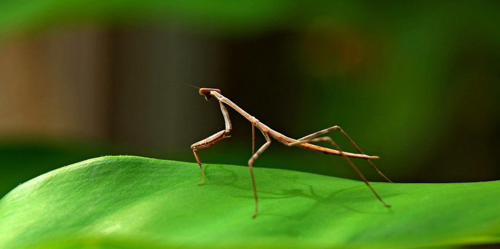 Guía completa para cuidar de insectos palo correctamente