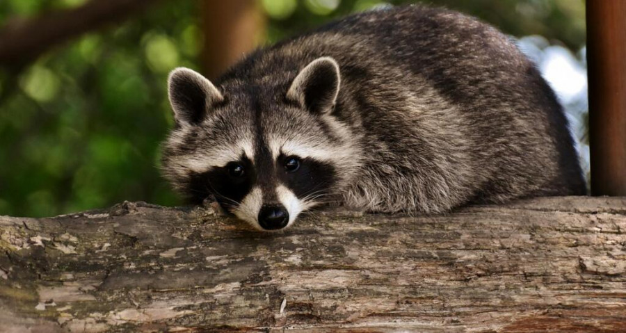 Mapache