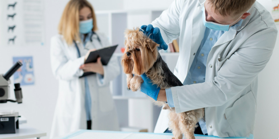 Veterinarios españoles sugieren el uso de corticoides inhalados frente a orales en tos y colapso traqueal canino
