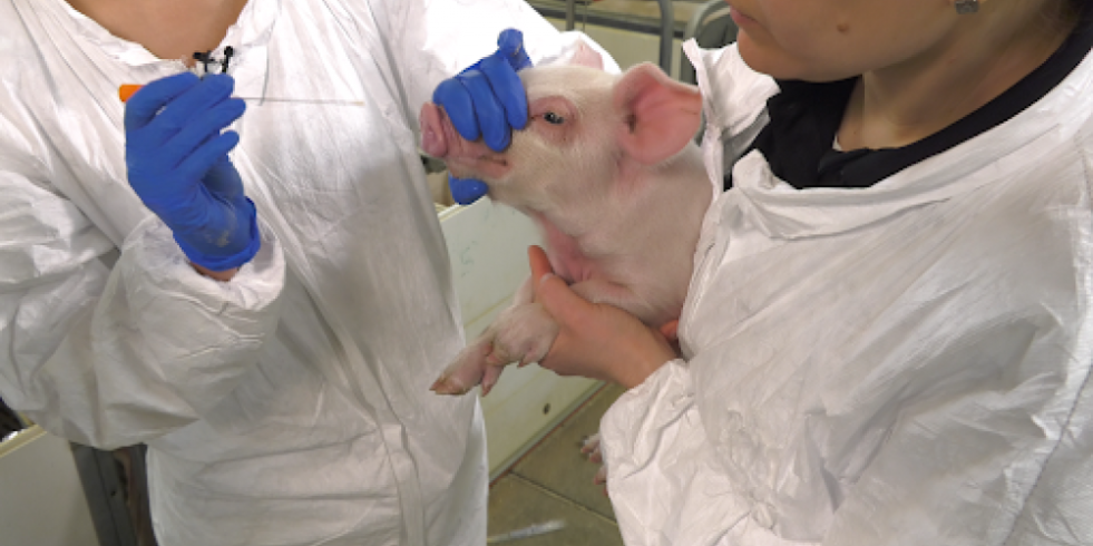 Identifican una medida de manejo clave para el control de la neumonía enzoótica porcina