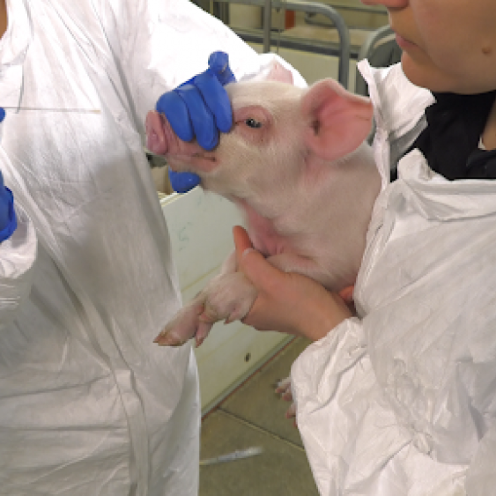 Identifican una medida de manejo clave para el control de la neumonía enzoótica porcina