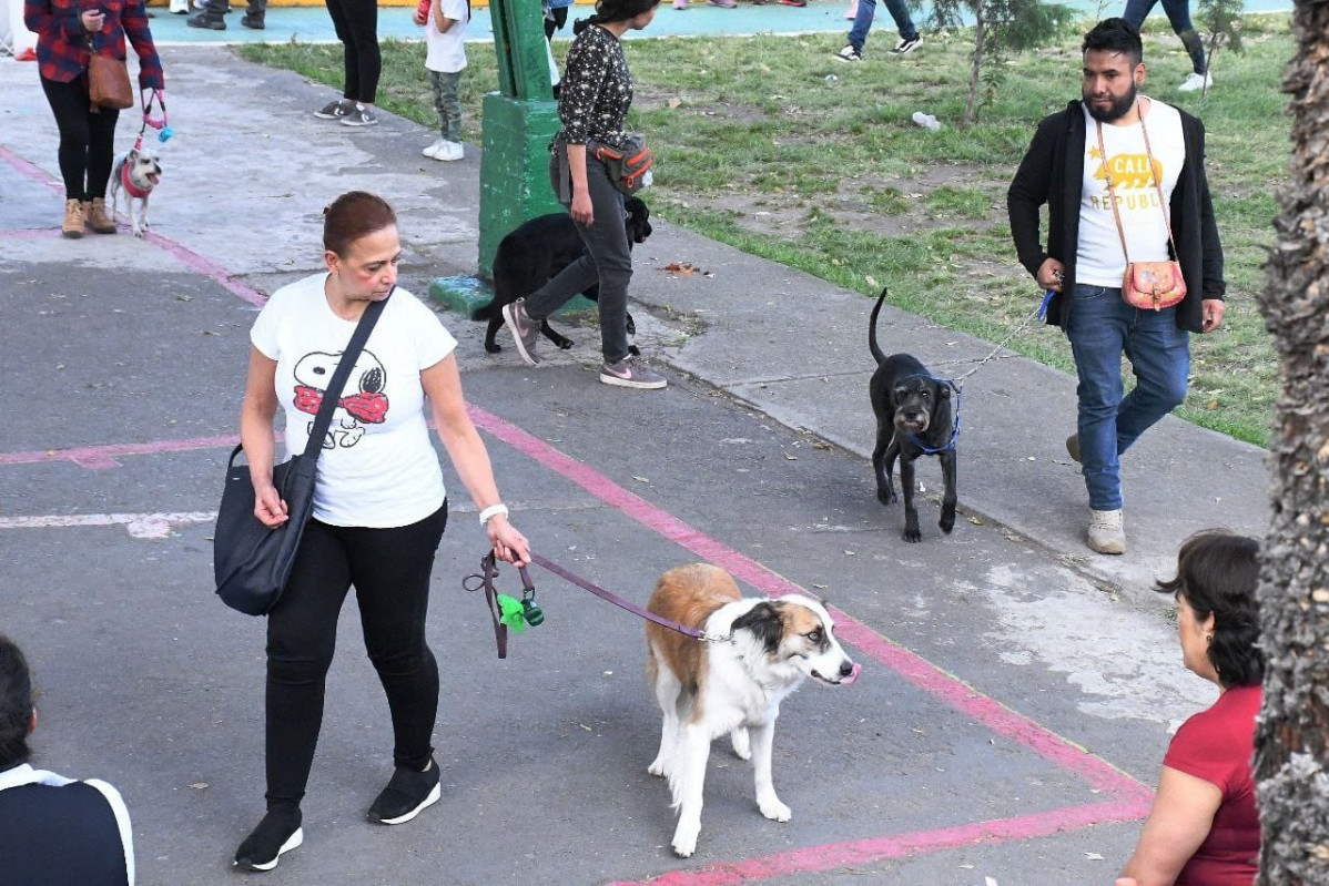 Taller perros con miedo a pirotecnia