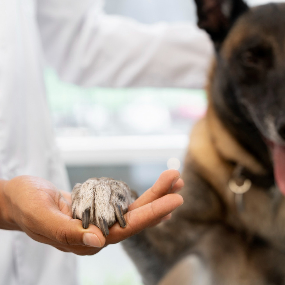 Un nuevo tratamiento resulta eficaz contra el osteosarcoma en perros