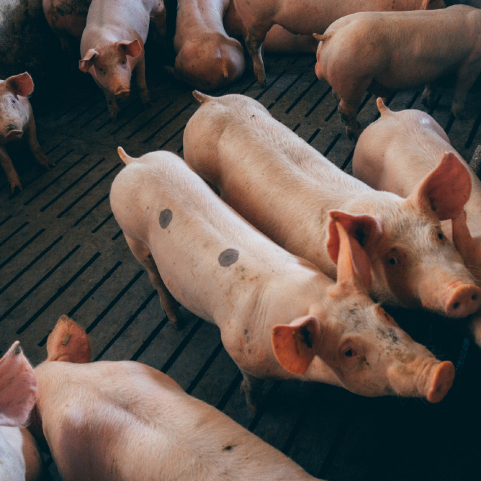 Evalúan el riesgo zoonótico de la distribución del virus de la hepatitis E en granjas porcinas europeas