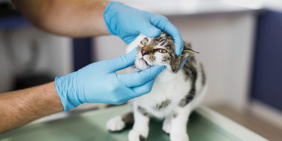 Guía para abordaje de emergencia de convulsiones en mascotas: diferenciales y preguntas clave en anamnesis