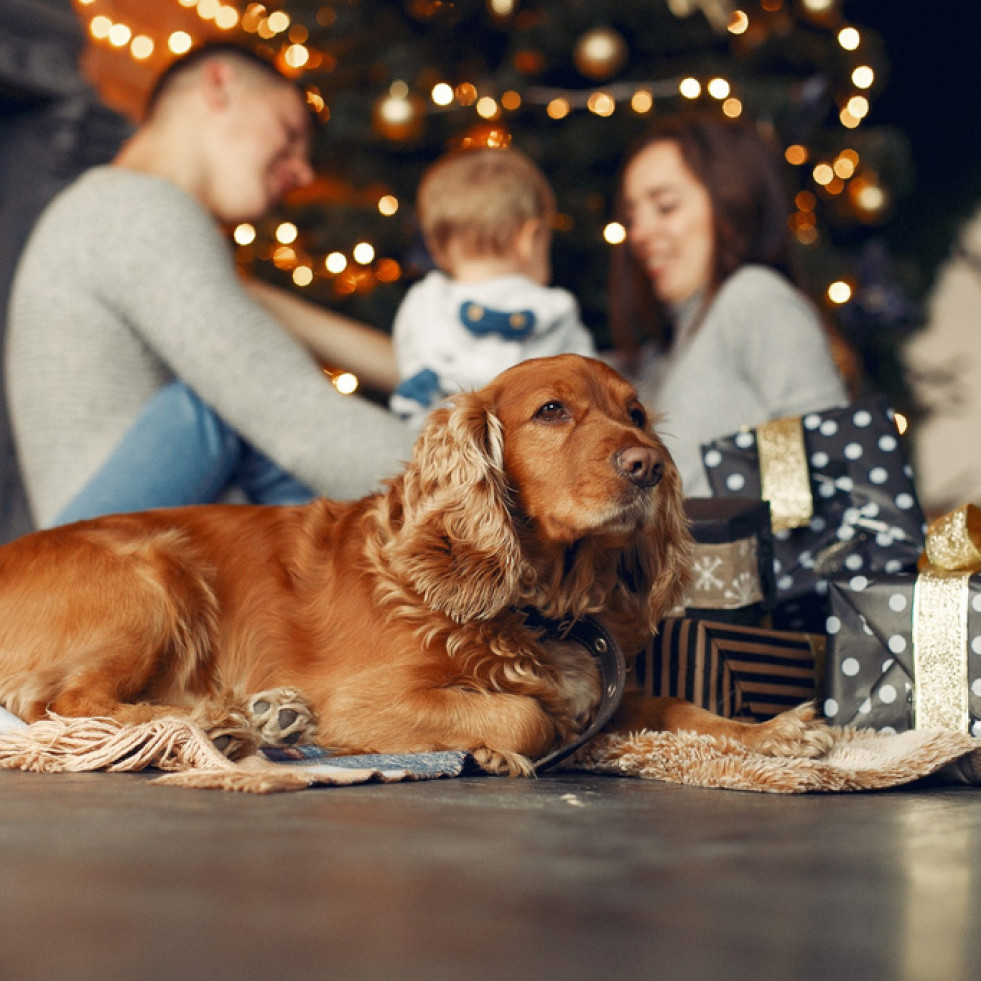 Recomendaciones para mantener seguras a las mascotas en estas fechas navideñas