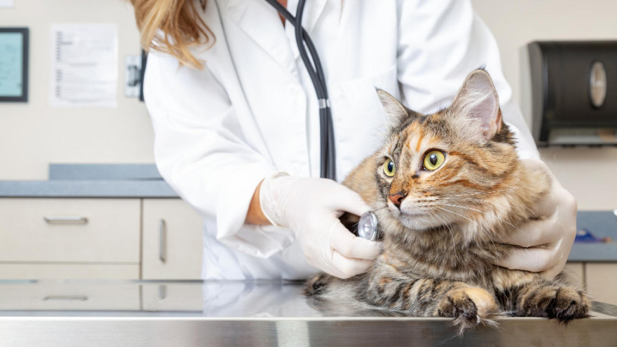 Gato veterinario (4)