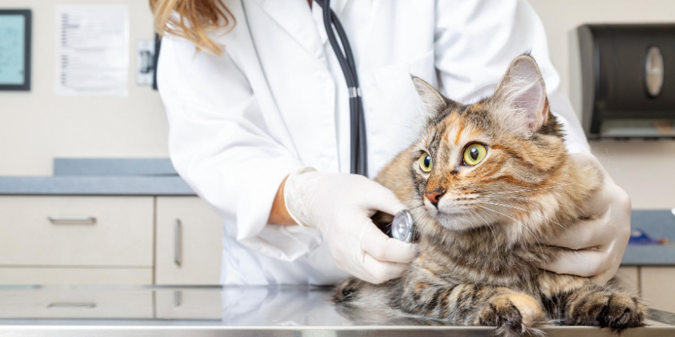 En el 77 % de las consultas digestivas veterinarias se usan antibióticos de importancia crítica sin justificación