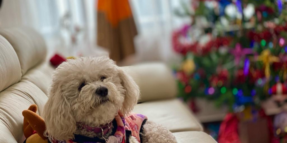 Medidas para prevenir enfermedades en animales de compañía durante el invierno