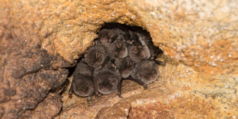 Los murciélagos son claves en el control de plagas como la procesionaria