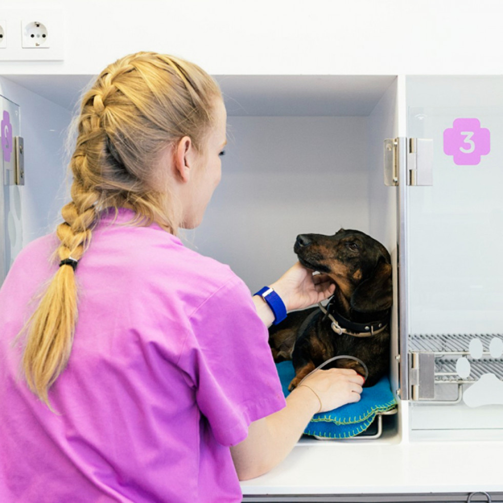Recuerdan los requisitos para que un centro veterinario pueda hospitalizar a mascotas