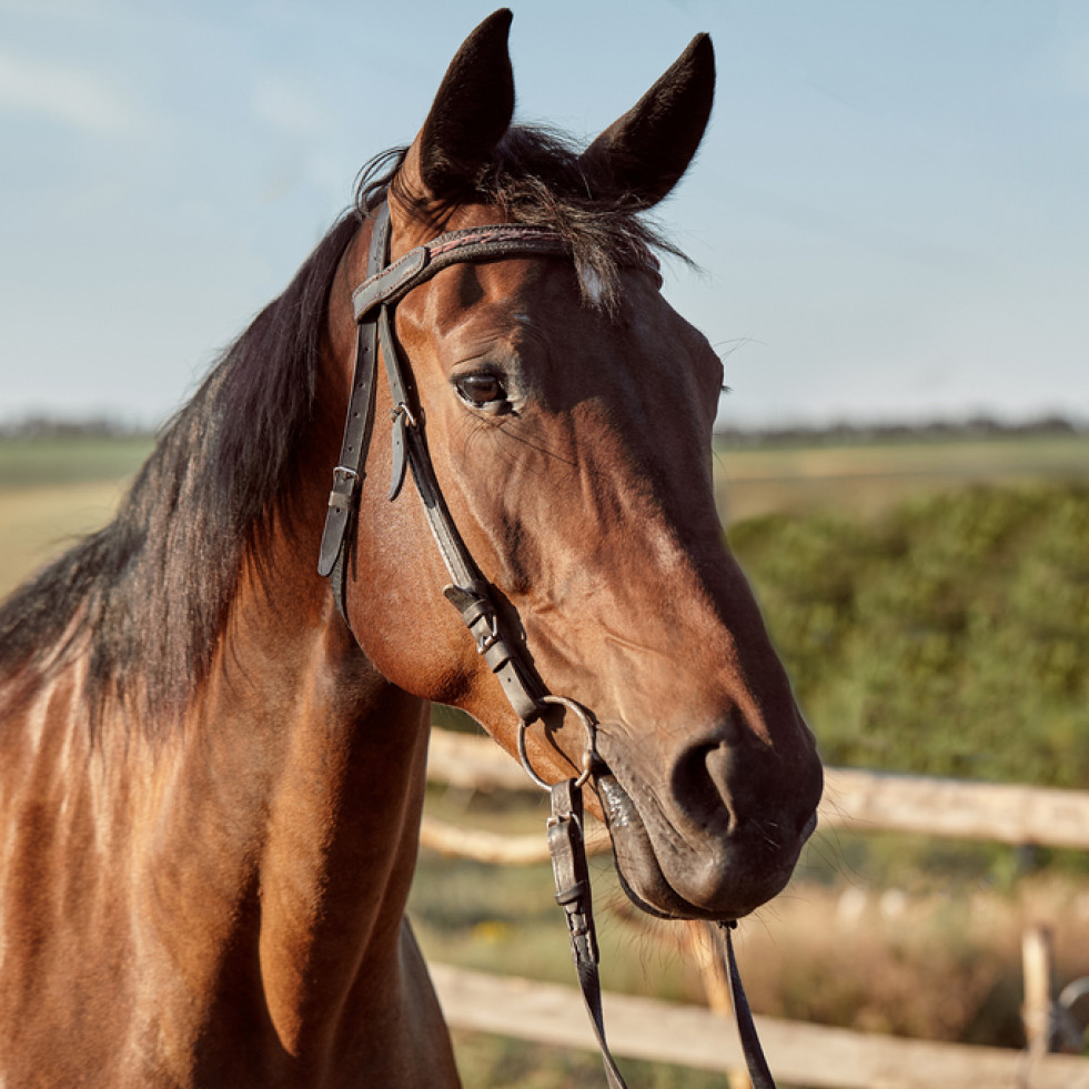 Revelan nuevos hallazgos sobre la historia de los caballos en Sudamérica