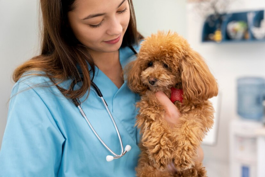 Veterinaria cargando a perro