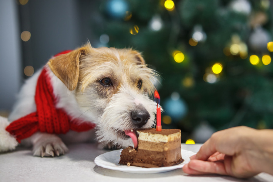 Perro navidad