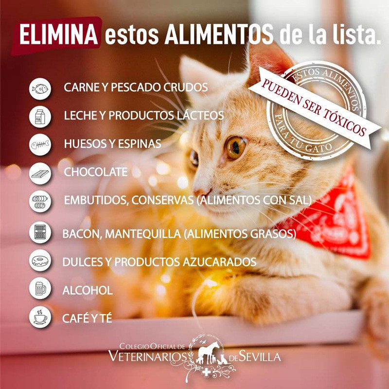 Alimento tóxicos para gatos
