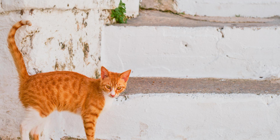 Reducir los riesgos de transmisión de enfermedades zoonóticas mediante la tenencia responsable de gatos
