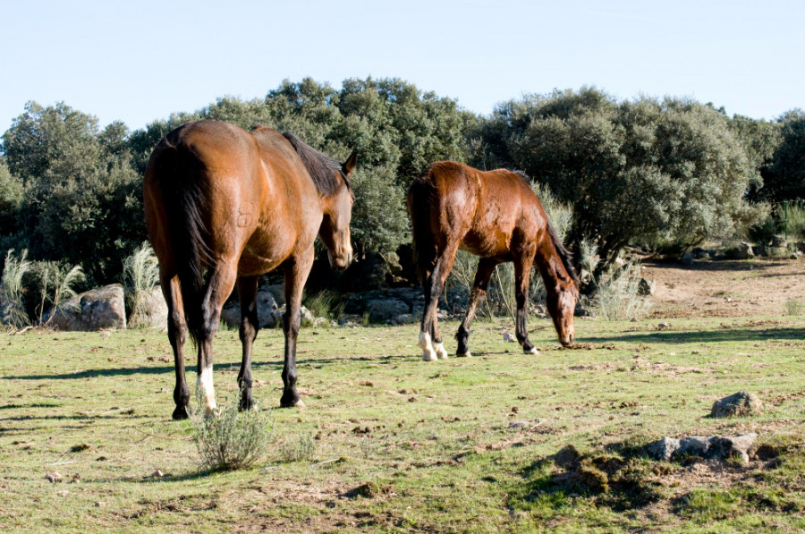 Caballo