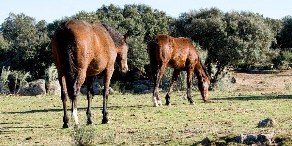 Cómo se transmite el virus de la encefalitis equina del Oeste