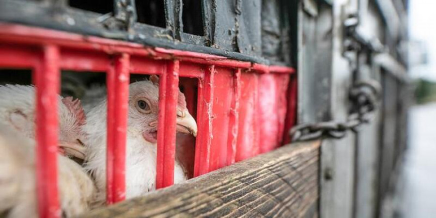 Transporte de animales