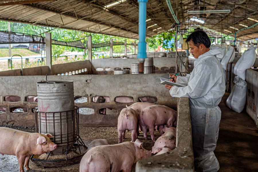Veterinario trabajando en una granja porcina.