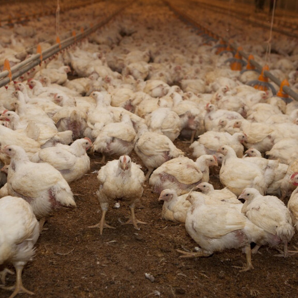 Argentina ordena el despoblamiento de varias granjas avícolas para prevenir la influenza aviar
