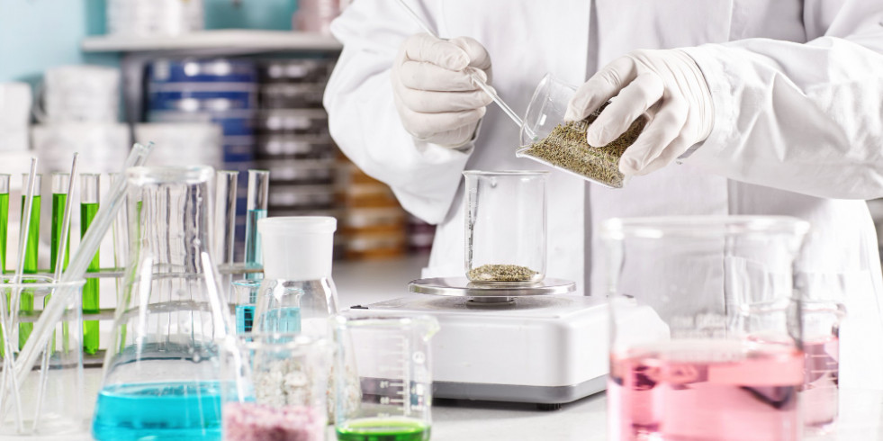 Investigadores mexicanos prueban la actividad del estafiate frente a Fasciola hepatica