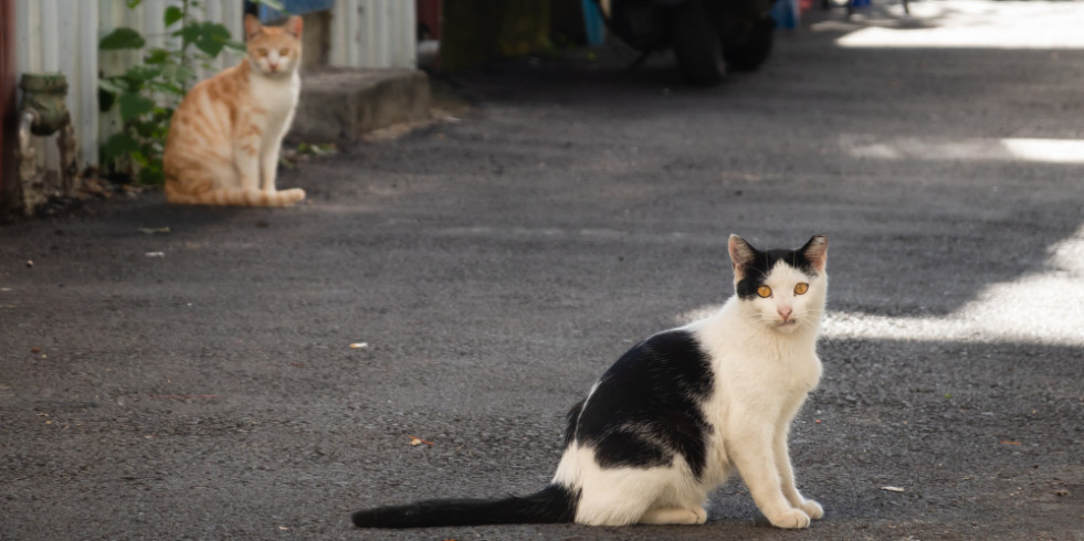 Las colonias de gatos pueden transmitir genotipos virulentos de T. gondii a la fauna marina