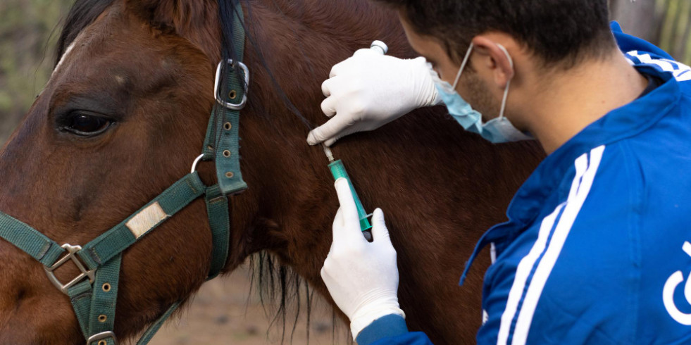 Veterinarios españoles diseñan un nuevo biomarcador pronóstico de supervivencia en equinos con cólico