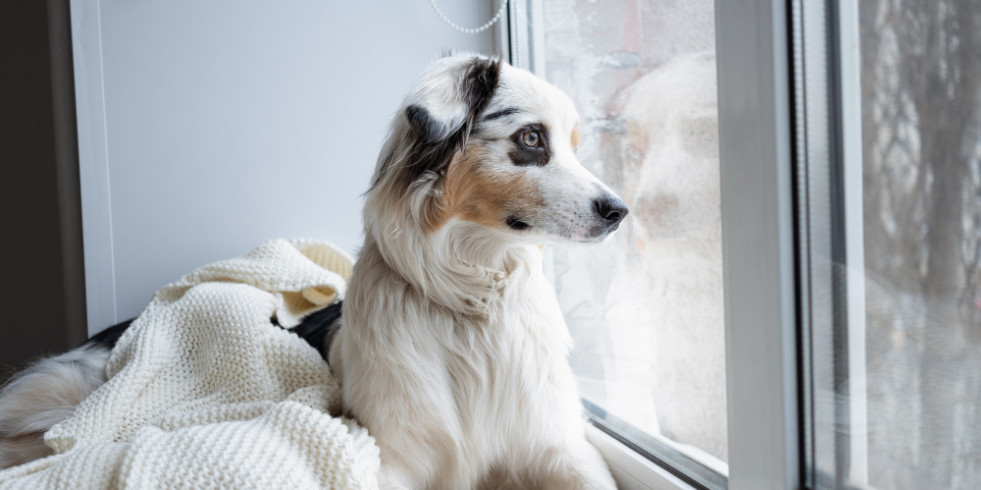 Cómo proteger a las mascotas de las bajas temperaturas; la exposición breve al frío puede afectarles