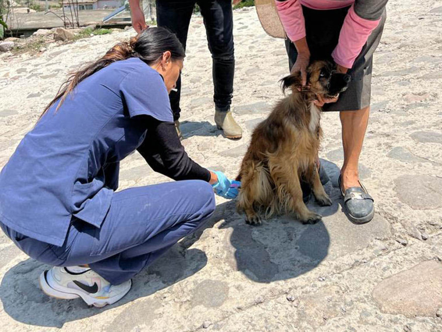 Vacuna rabia perro