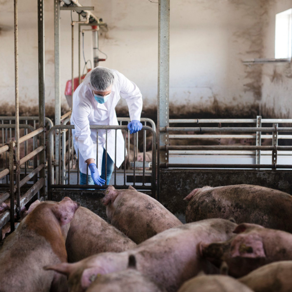 Ucrania informa de un foco de peste porcina africana, el último fue en 2020