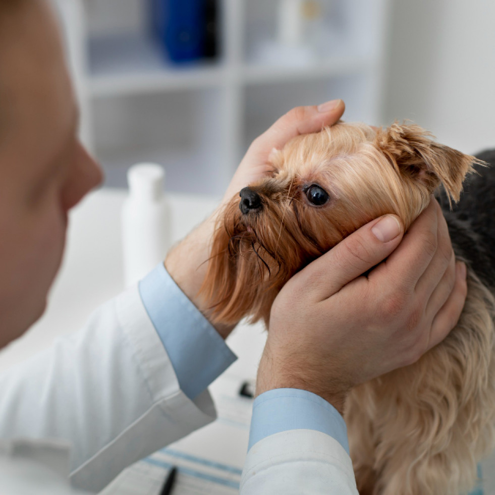 Combinaciones de giro y ladeo de cabeza junto al giro del cuerpo pueden ubicar las lesiones nerviosas caninas