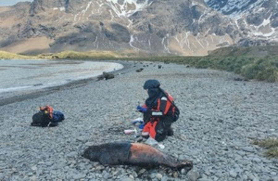 El Dr. Marco Falchieri, del equipo de Influenza y Virología Aviar, toma muestras de una foca