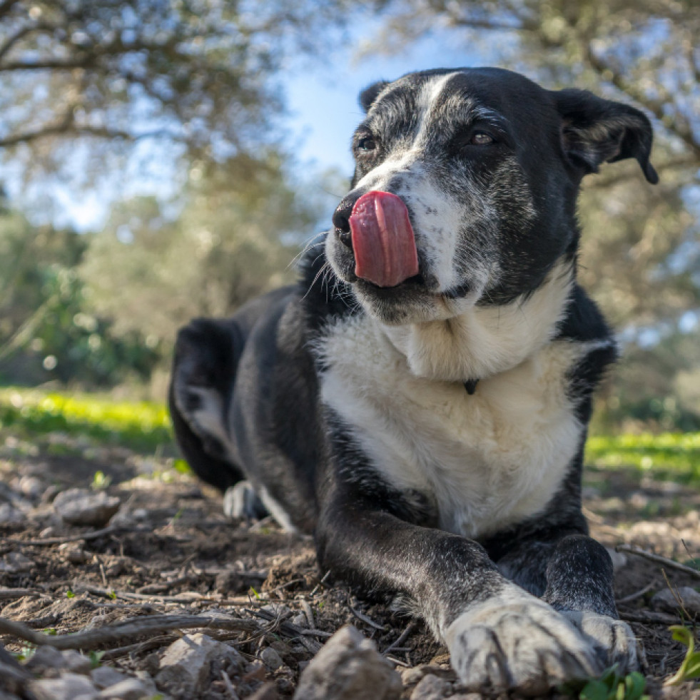 ¿Cómo actuar ante el envenenamiento de un perro? Consejos para los propietarios