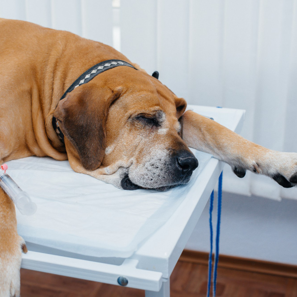 Identifican biomarcadores útiles en el diagnóstico de lesiones de menisco en perros