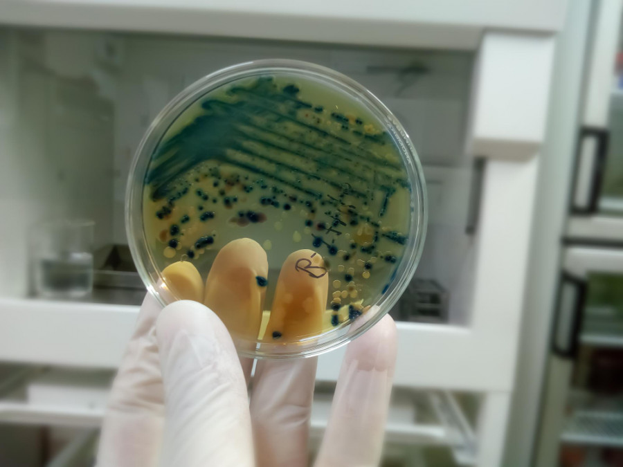 Placa petri antibiograma