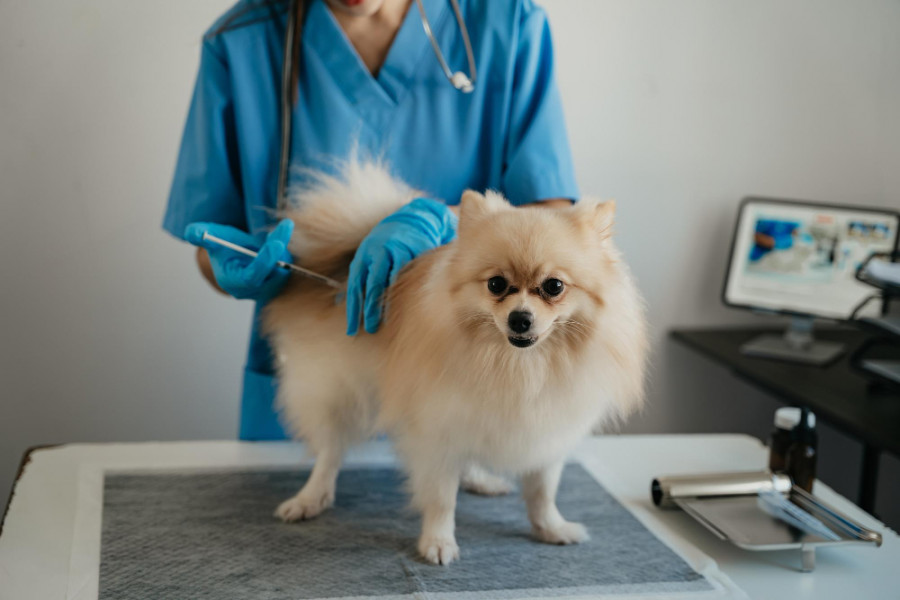 Perro veterinario (4)