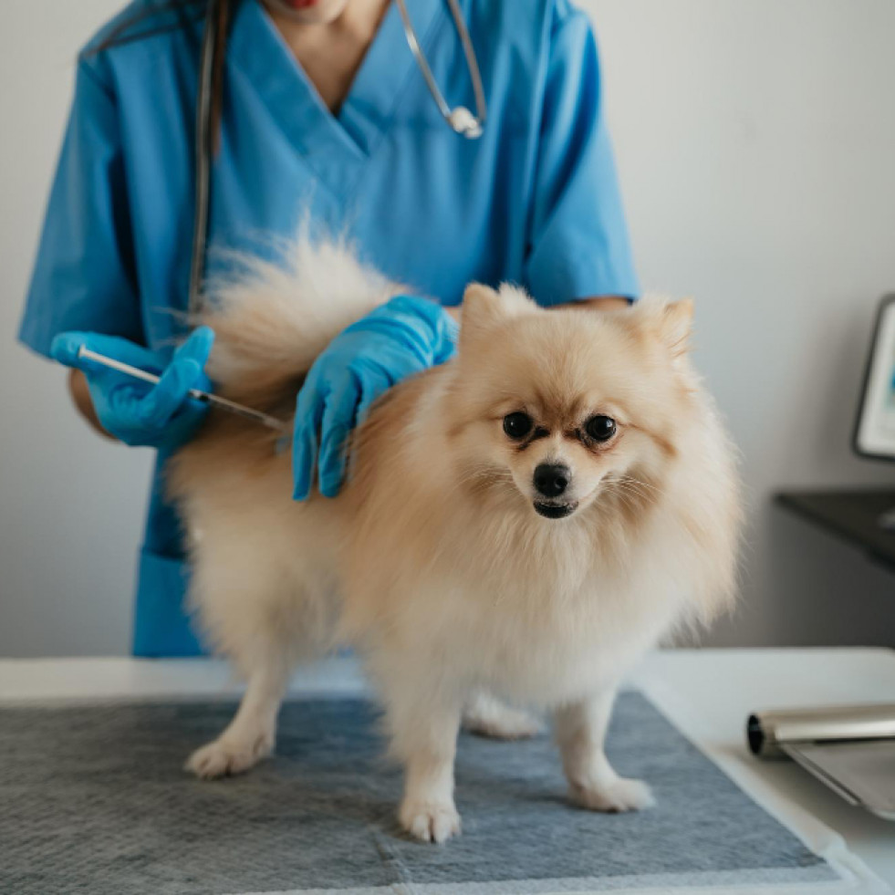 Desarrollan un índice de diagnóstico para problemas gastrointestinales caninos