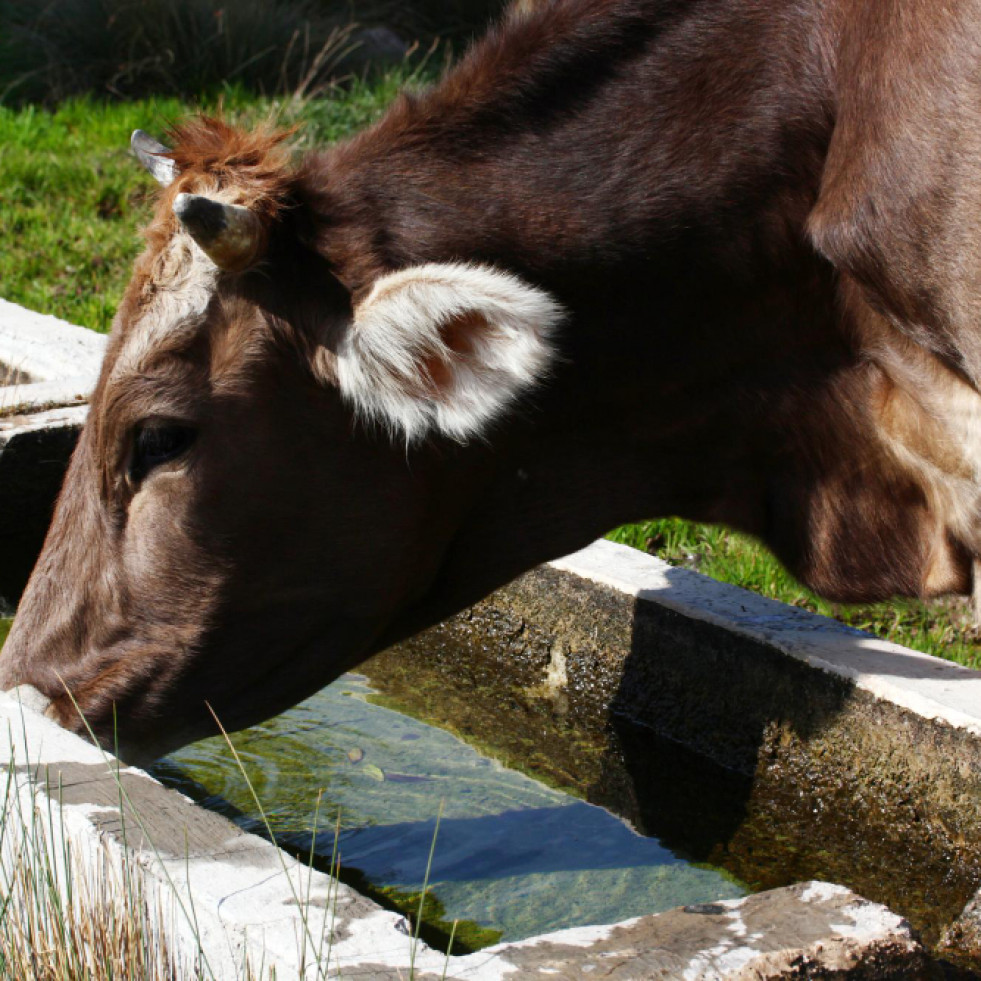 Dietas frías: una estrategia para disminuir el estrés por calor en vacas