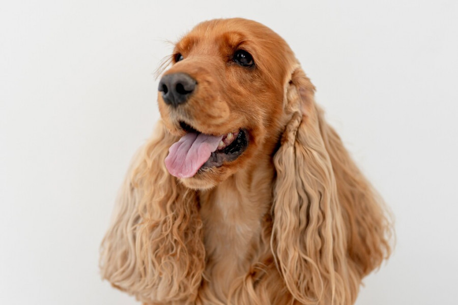 Cocker spaniel inglés
