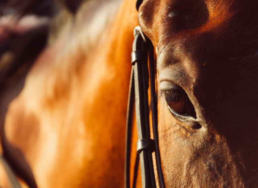 Caballo (3)
