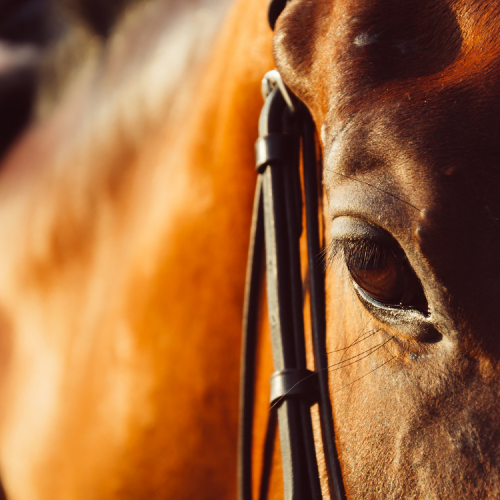 La temperatura del ojo izquierdo puede ser un indicador de la actividad cerebral en los caballos