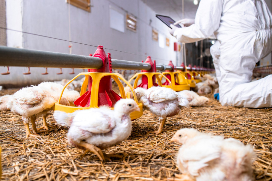 Granja pollos granjero que controla produccion sistema alimentacion automatizado
