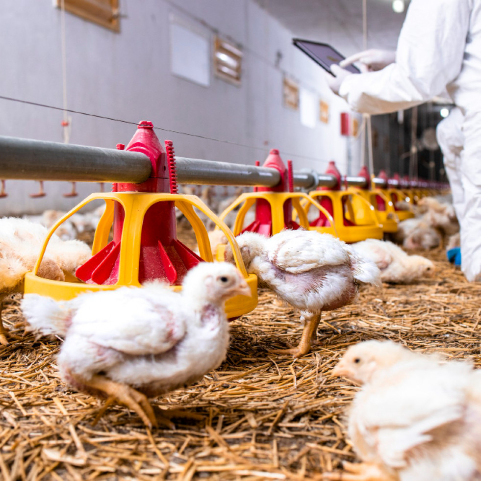 Detectan un nuevo caso de gripe aviar humana en China