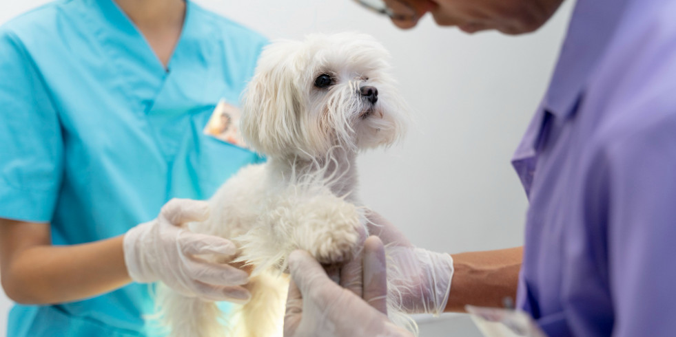 ¿Cuáles son los factores de riesgo de osteoartritis en perros?