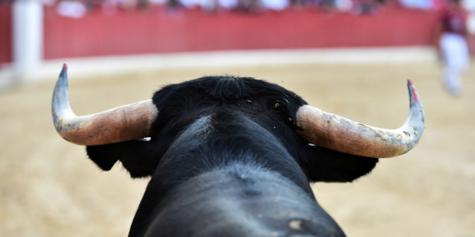 Demandan en el Senado prohibir escuelas taurinas o relacionadas con actos de crueldad animal