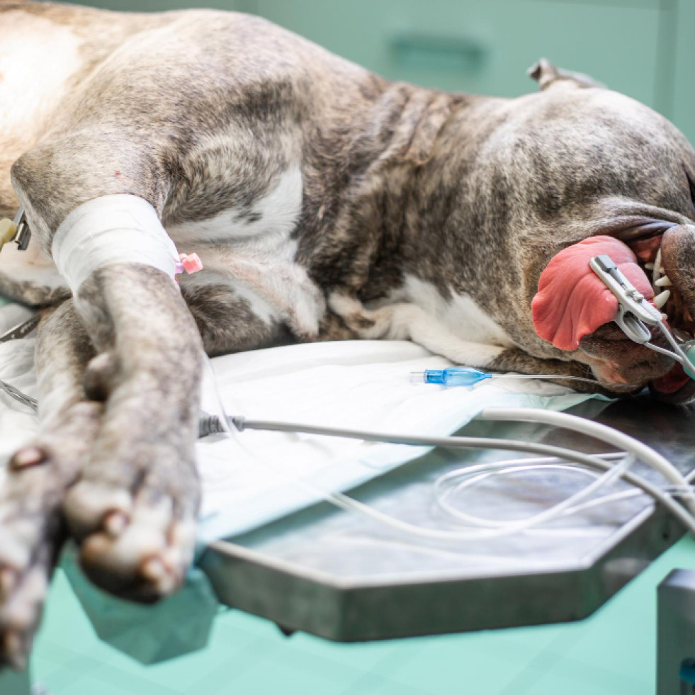 Publican los datos del mayor estudio de mortalidad anestésica realizado en perros